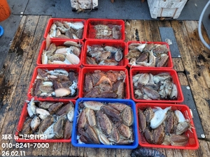 [[제주 뉴그린호(1호) 2월 11일 갑오징어 조황]] 선상낚시로 잡은 물고기 조황