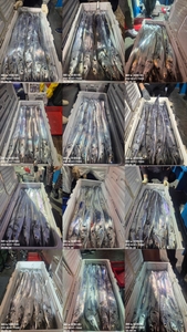 [[제주 뉴그린호(1호) 6월 28일 야간갈치 조황]] 선상낚시로 잡은 물고기 조황