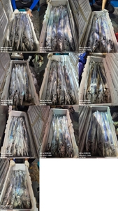 [[제주 뉴그린호(1호) 8월 5일 야간갈치 조황]] 선상낚시로 잡은 물고기 조황