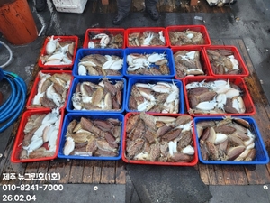[[제주 뉴그린호(1호) 2월 4일 갑오징어조황]] 선상낚시로 잡은 물고기 조황