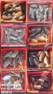 [[제주 뉴그린호(1호) 3월 13일 갑오징어조황]] 선상낚시로 잡은 물고기 조황