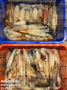 [[제주 뉴그린호(1호) 5월 4일 야간 한치탐사 조황]] 선상낚시로 잡은 물고기 조황