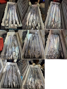 [[제주 뉴그린호(1호) 9월 30일 야간갈치 조황]] 선상낚시로 잡은 물고기 조황