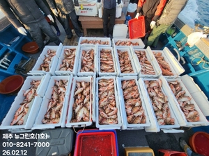 [[제주 뉴그린호(1호) 2월 12일 열기 조황]] 선상낚시로 잡은 물고기 조황