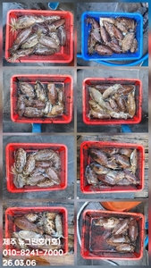 [[제주 뉴그린호(1호) 3월 6일 갑오징어조황]] 선상낚시로 잡은 물고기 조황