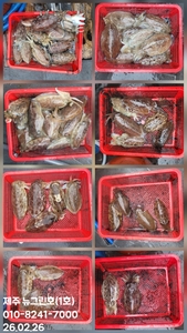 [[제주 뉴그린호(1호) 2월 26일 갑오징어조황]] 선상낚시로 잡은 물고기 조황