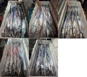 [[제주 뉴그린호(1호) 10월 10일 야간갈치 조황]] 선상낚시로 잡은 물고기 조황