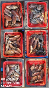 [[제주 뉴그린호(1호) 4월 2일 갑오징어조황]] 선상낚시로 잡은 물고기 조황