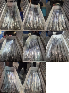 [[제주 뉴그린호(1호) 9월 1일 야간갈치 조황]] 선상낚시로 잡은 물고기 조황