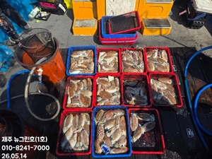 [[제주 뉴그린호(1호) 5월 14일 갑오징어조황]] 선상낚시로 잡은 물고기 조황