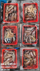 [[제주 뉴그린호(1호) 4월 8일 갑오징어조황]] 선상낚시로 잡은 물고기 조황