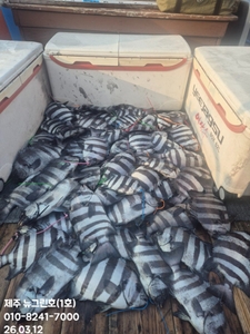 [[제주 뉴그린호(1호) 3월 12일 돌돔조황]] 선상낚시로 잡은 물고기 조황