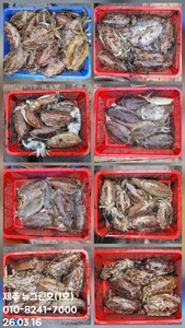 [[제주 뉴그린호(1호) 3월 16일 갑오징어조황]] 선상낚시로 잡은 물고기 조황