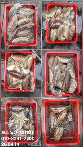[[제주 뉴그린호(1호) 4월 14일 갑오징어조황]] 선상낚시로 잡은 물고기 조황