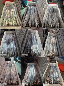 [[제주 뉴그린호(1호) 6월 27일 야간갈치 조황]] 선상낚시로 잡은 물고기 조황