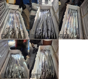 [[제주 뉴그린호(1호) 8월 29일 야간갈치 조황]] 선상낚시로 잡은 물고기 조황
