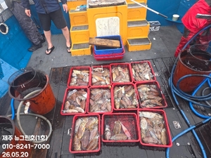 [[제주 뉴그린호(1호) 5월 20일 갑오징어조황]] 선상낚시로 잡은 물고기 조황