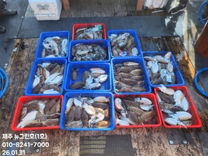 [[제주 뉴그린호(1호) 26년 1월 31일 갑오징어조황]] 선상낚시로 잡은 물고기 조황
