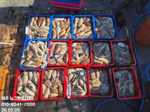 [[제주 뉴그린호(1호) 5월 5일 갑오징어조황]] 선상낚시로 잡은 물고기 조황
