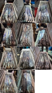[[제주 뉴그린호(1호) 7월 26일 야간갈치 조황]] 선상낚시로 잡은 물고기 조황