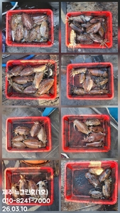 [[제주 뉴그린호(1호) 3월 10일 갑오징어조황]] 선상낚시로 잡은 물고기 조황