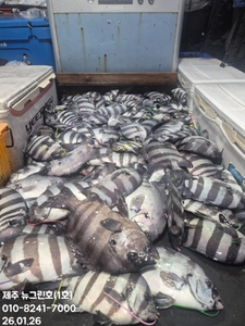 [[제주 뉴그린호(1호) 26년 1월 26일 돌돔조황]] 선상낚시로 잡은 물고기 조황