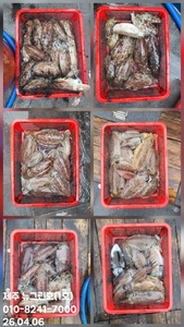 [[제주 뉴그린호(1호) 4월 6일 갑오징어조황]] 선상낚시로 잡은 물고기 조황