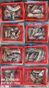 [[제주 뉴그린호(1호) 3월 17일 갑오징어조황]] 선상낚시로 잡은 물고기 조황