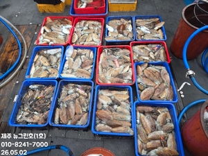 [[제주 뉴그린호(1호) 5월 2일 갑오징어조황]] 선상낚시로 잡은 물고기 조황