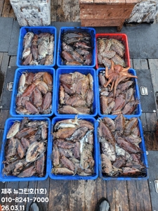 [[제주 뉴그린호(1호) 3월 11일 갑오징어조황]] 선상낚시로 잡은 물고기 조황