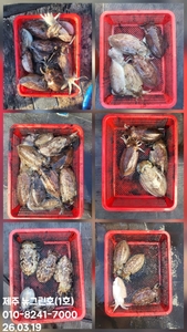 [[제주 뉴그린호(1호) 3월 19일 갑오징어조황]] 선상낚시로 잡은 물고기 조황