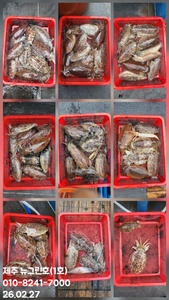 [[제주 뉴그린호(1호) 2월 27일 갑오징어조황]] 선상낚시로 잡은 물고기 조황