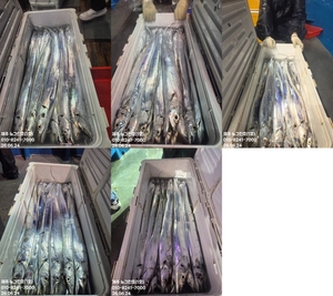 [[제주 뉴그린호(1호) 6월 24일 야간갈치 조황]] 선상낚시로 잡은 물고기 조황