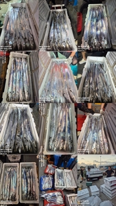 [[제주 뉴그린호(1호) 7월 24일 야간갈치 조황]] 선상낚시로 잡은 물고기 조황
