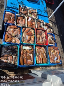 [[제주 뉴그린호(3호) 4월 30일 주간갑오징어 조황]] 선상낚시로 잡은 물고기 조황