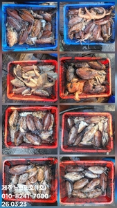 [[제주 뉴그린호(1호) 3월 23일 갑오징어조황]] 선상낚시로 잡은 물고기 조황