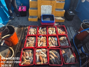 [[제주 뉴그린호(1호) 5월 18일 갑오징어조황]] 선상낚시로 잡은 물고기 조황