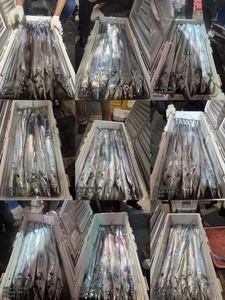 [[제주 뉴그린호(1호) 9월 20일 야간갈치 조황]] 선상낚시로 잡은 물고기 조황