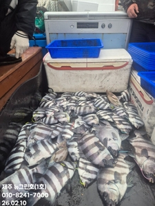 [[제주 뉴그린호(1호) 2월 10일 돌돔조황]] 선상낚시로 잡은 물고기 조황