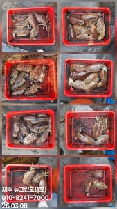 [[제주 뉴그린호(1호) 3월 8일 갑오징어조황]] 선상낚시로 잡은 물고기 조황