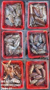 [[제주 뉴그린호(1호) 4월 7일 갑오징어조황]] 선상낚시로 잡은 물고기 조황