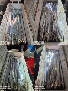 [[제주 뉴그린호(1호) 6월 17일 야간갈치 조황]] 선상낚시로 잡은 물고기 조황