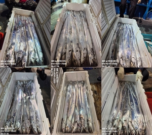 [[제주 뉴그린호(1호) 7월 16일 야간갈치 조황]] 선상낚시로 잡은 물고기 조황