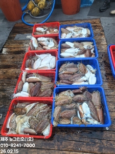 [[제주 뉴그린호(1호) 2월 15일 갑오징어조황]] 선상낚시로 잡은 물고기 조황
