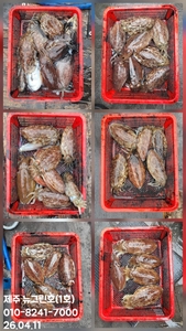 [[제주 뉴그린호(1호) 4월 11일 갑오징어조황]] 선상낚시로 잡은 물고기 조황