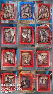[[제주 뉴그린호(1호) 2월 28일 갑오징어조황]] 선상낚시로 잡은 물고기 조황