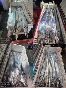 [[제주 뉴그린호(1호) 10월 18일 야간갈치 조황]] 선상낚시로 잡은 물고기 조황