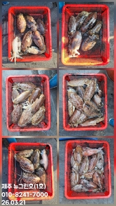 [[제주 뉴그린호(1호) 3월 21일 갑오징어조황]] 선상낚시로 잡은 물고기 조황