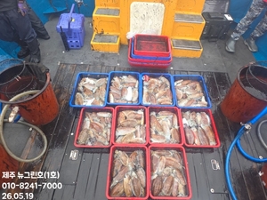 [[제주 뉴그린호(1호) 5월 19일 갑오징어조황]] 선상낚시로 잡은 물고기 조황