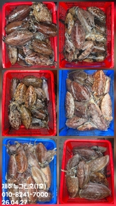 [[제주 뉴그린호(1호) 4월 27일 갑오징어조황]] 선상낚시로 잡은 물고기 조황
